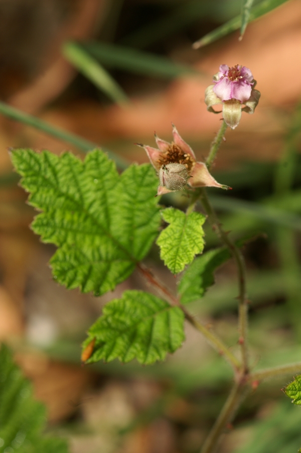 Rubus parvifolius